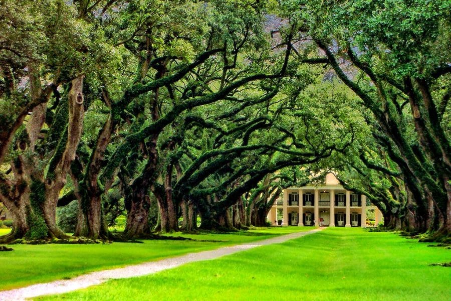 2A Marketplace: Private Firearm Classifieds A long path lined with large, arching oak trees leads to a grand, two-story mansion with white columns and balconies, surrounded by lush green grass and foliage. Private sale of guns.